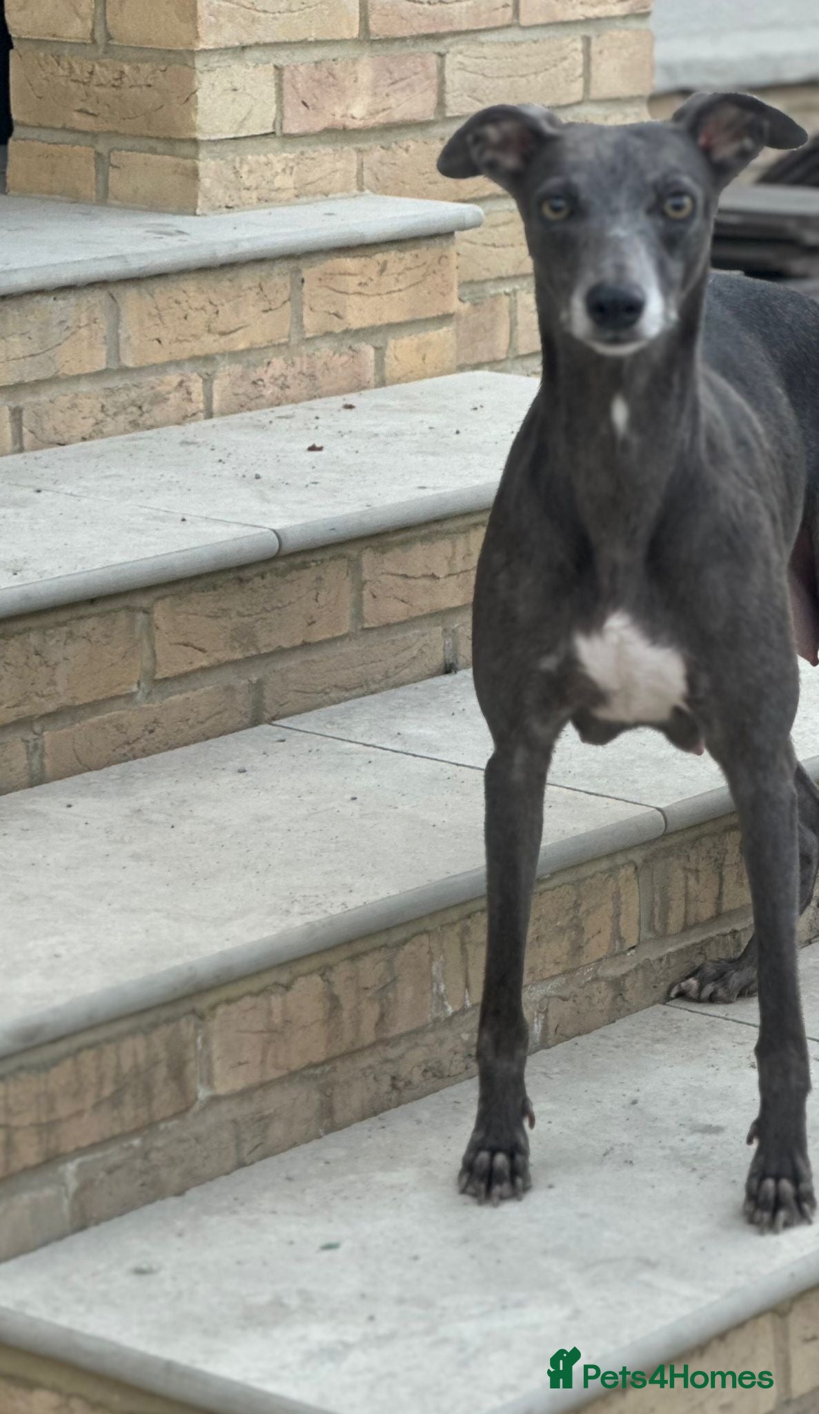 Whippet dogs for sale: Whippet pups ready now! - Advert 1