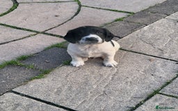 English Springer Spaniel dogs for sale: English springer spaniel pups  - Image 2