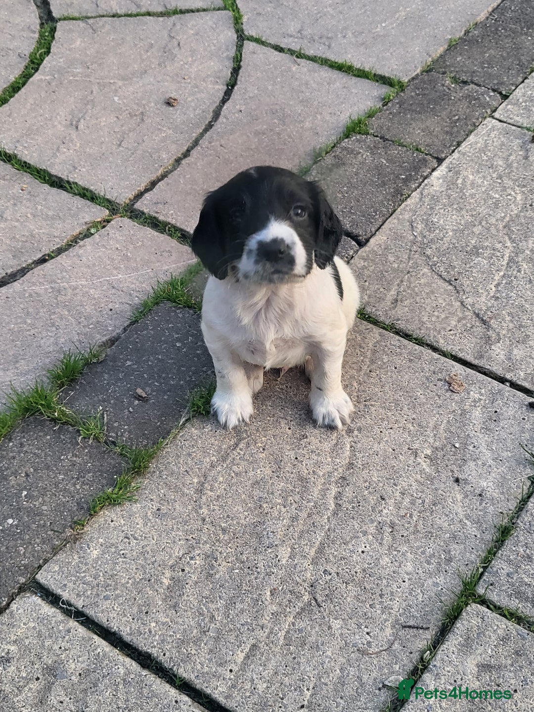 English Springer Spaniel dogs for sale: English springer spaniel pups  - Image 2