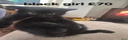 Mixed Breed cats for sale: Mixed fur babies - Advert 7