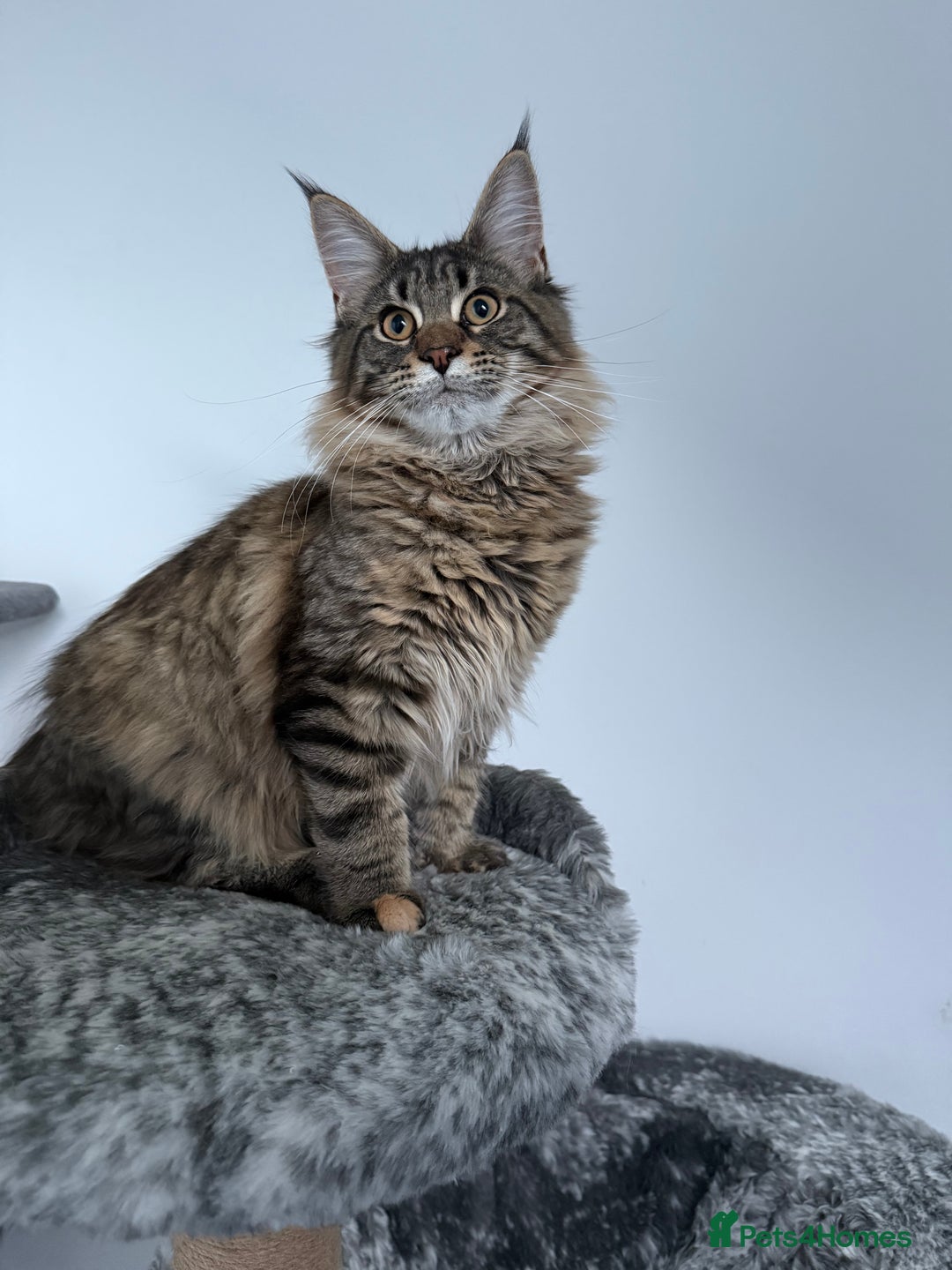 Maine Coon cats for sale: 🐾Only 1 Maine Coon Girl Still Available🐾 - Advert 12