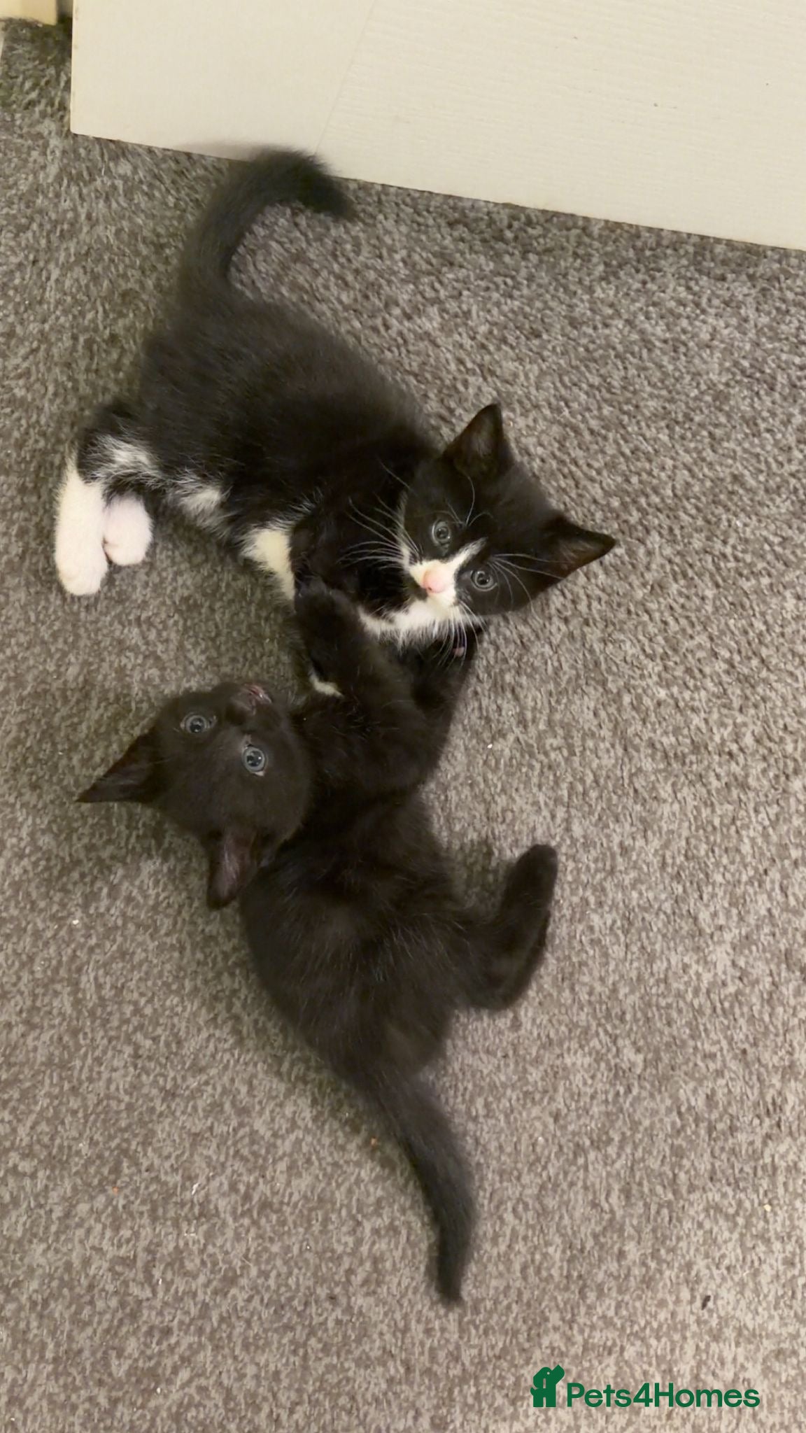 Mixed Breed cats 1 female kitten and 1 Male kitten available now - Advert 2
