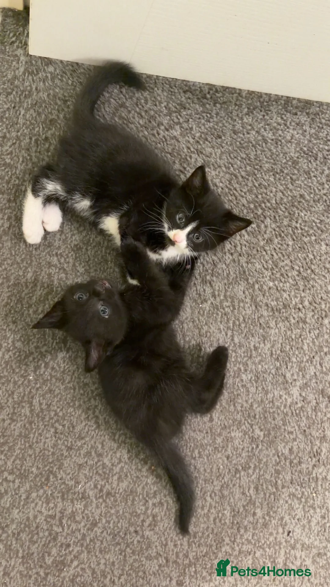 Mixed Breed cats for sale: 1 female kitten and 1 Male kitten available now in Didcot - Advert 1