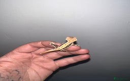Gecko reptiles for sale: Baby crested geckos available  - Image 2