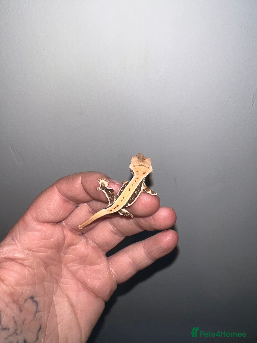 Gecko reptiles for sale: Baby crested geckos available  - Image 2