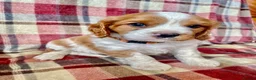 Cavalier King Charles Spaniel dogs for sale: 6 Beautiful KC Registered Cavalier King Charles  - Advert 14