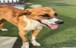 Mixed Breed dogs for adoption: Sweet Armin looking for LOvE - Image 10