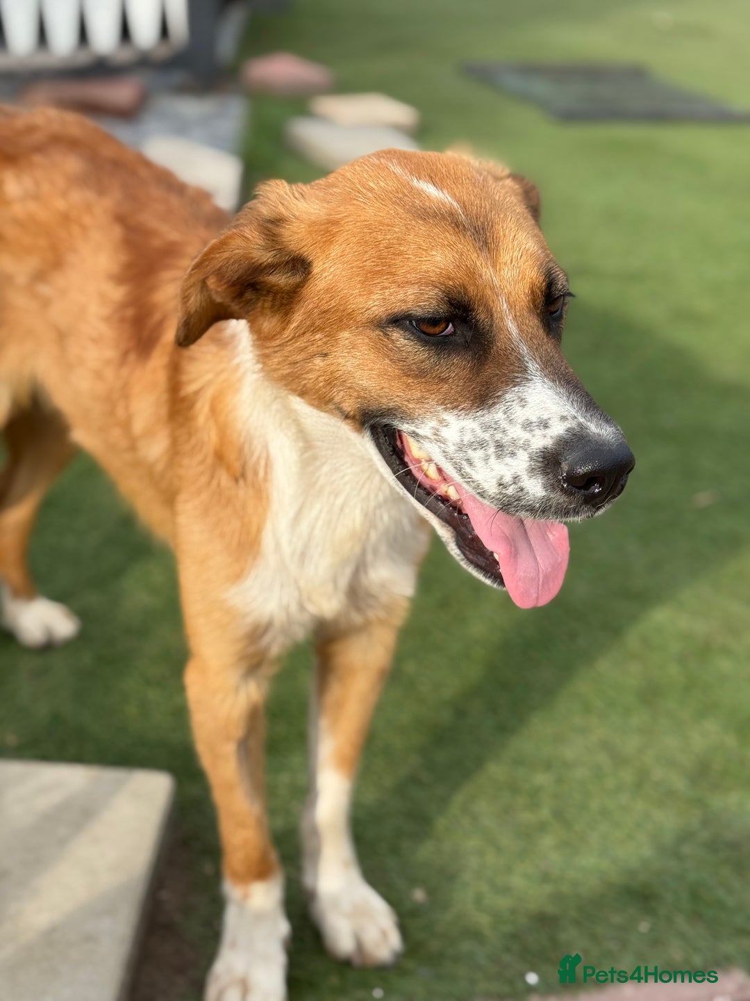 Mixed Breed dogs for adoption: Sweet Armin looking for LOvE - Image 10