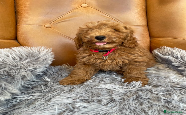 Cavapoochon dogs - Advert 1