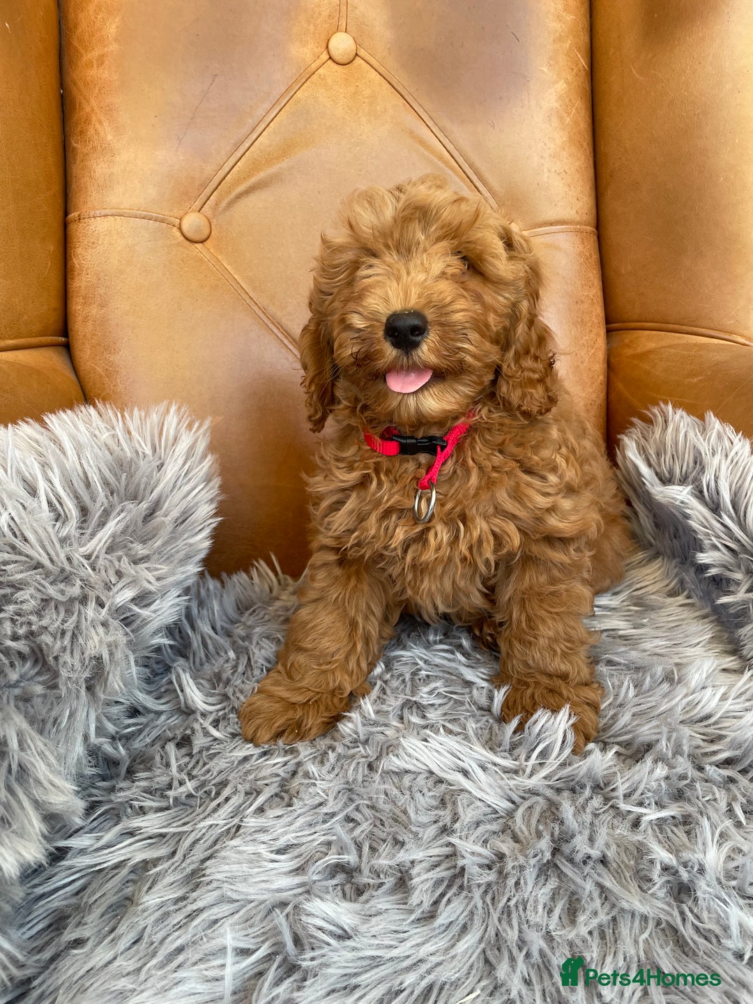 Cavapoochon dogs for sale: Stunning girls and boys - Image 1