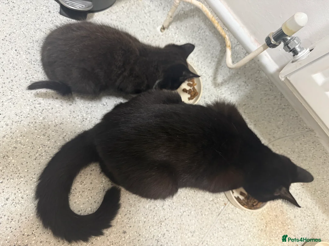 Mixed Breed cats for sale: 2 beautiful British shorthair X kittens - Advert 7