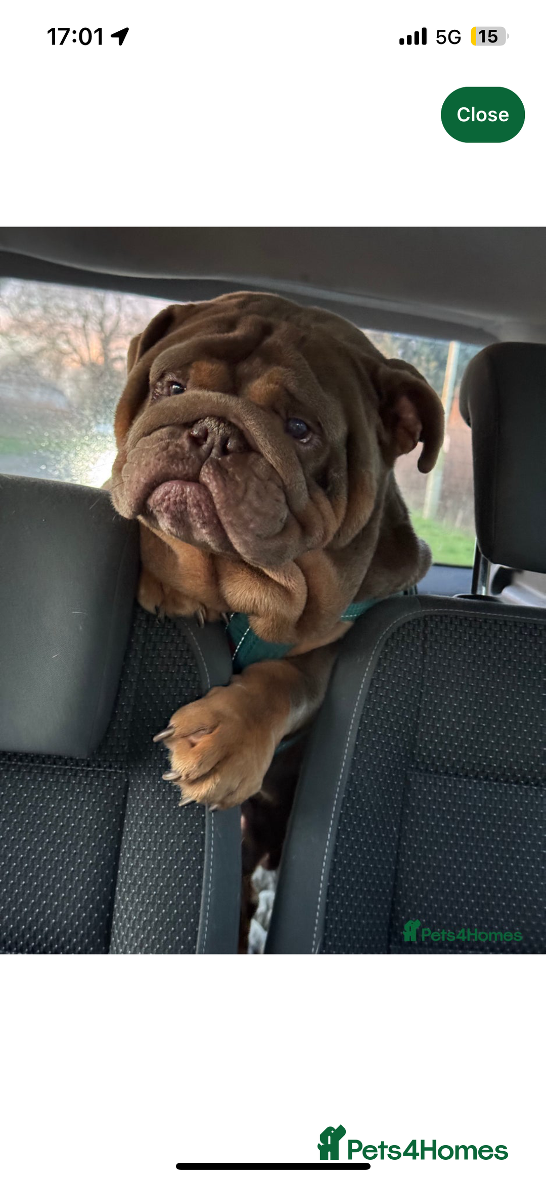 Mixed Breed dogs for sale: Bulldog puppy’s  - Image 20