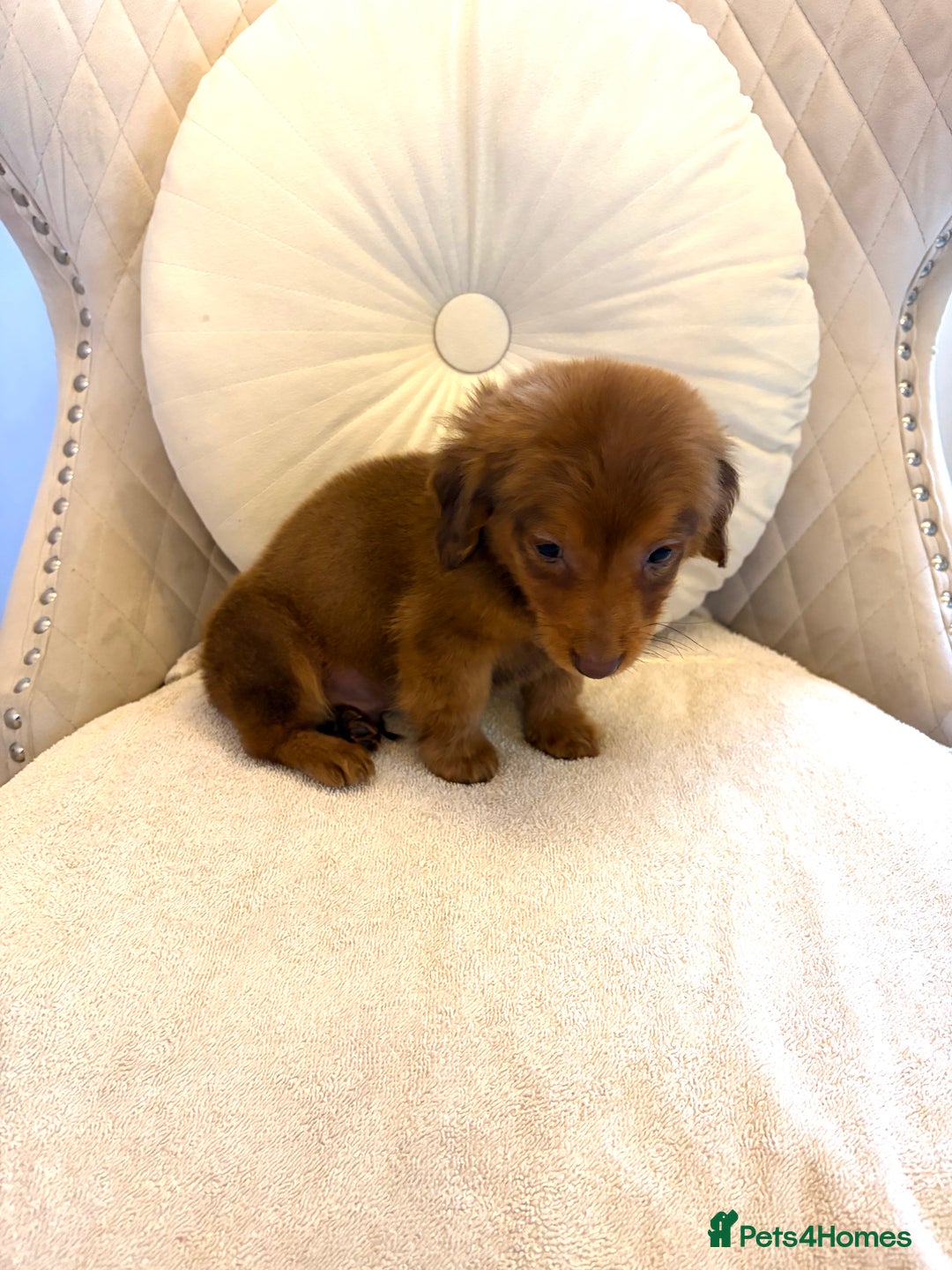 Miniature Dachshund dogs for sale: Dachshund puppy only 1 Boy still available  - Advert 15