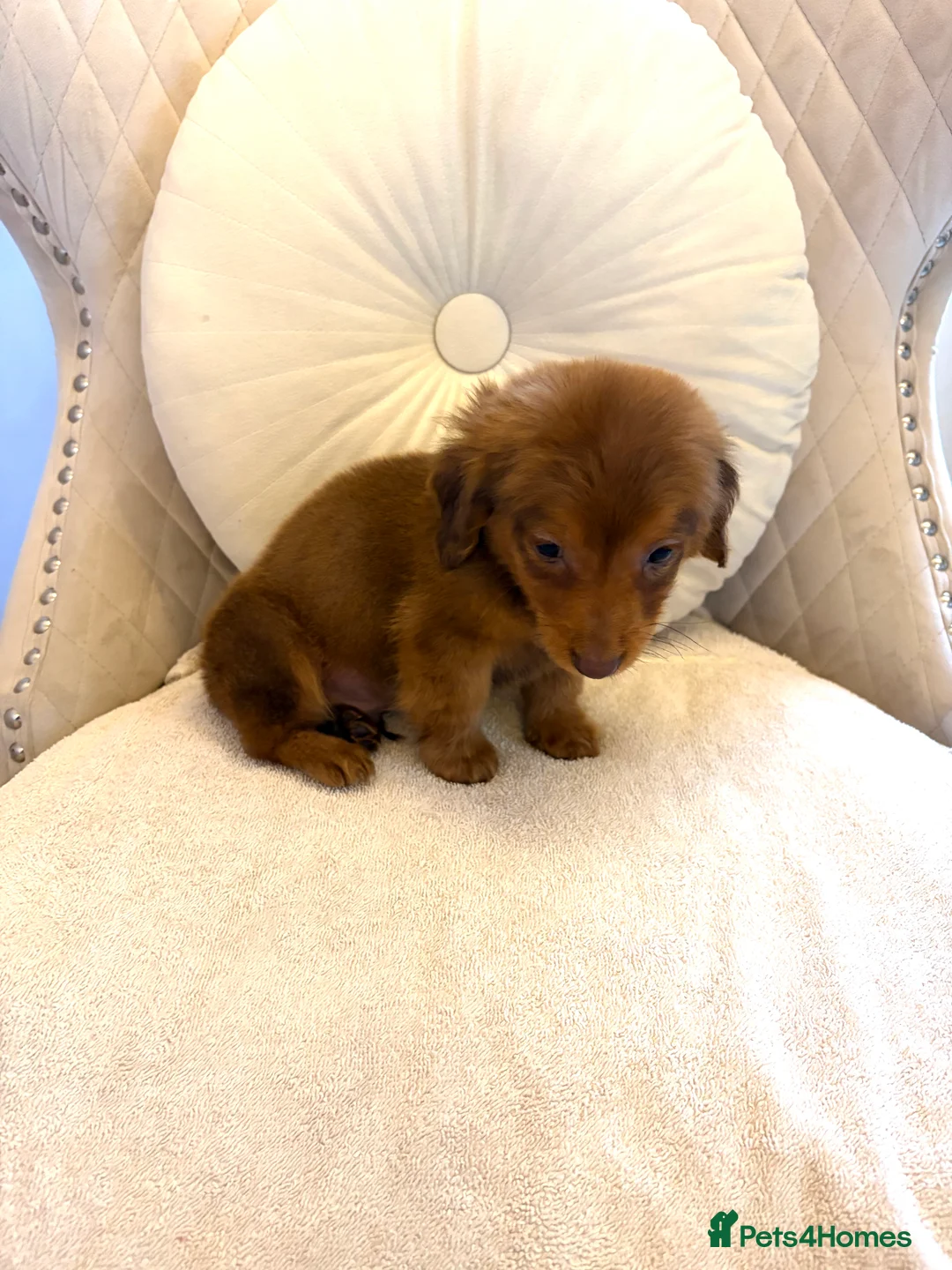 Miniature Dachshund dogs for sale: Dachshund puppy only 1 Boy still available  - Advert 15