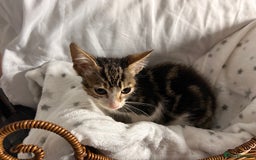 Bengal cats for sale: Bengal kittens ready now - Image 28