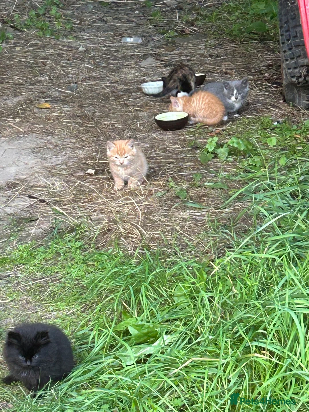 Mixed Breed cats for sale: Adorable kittens - Advert 2