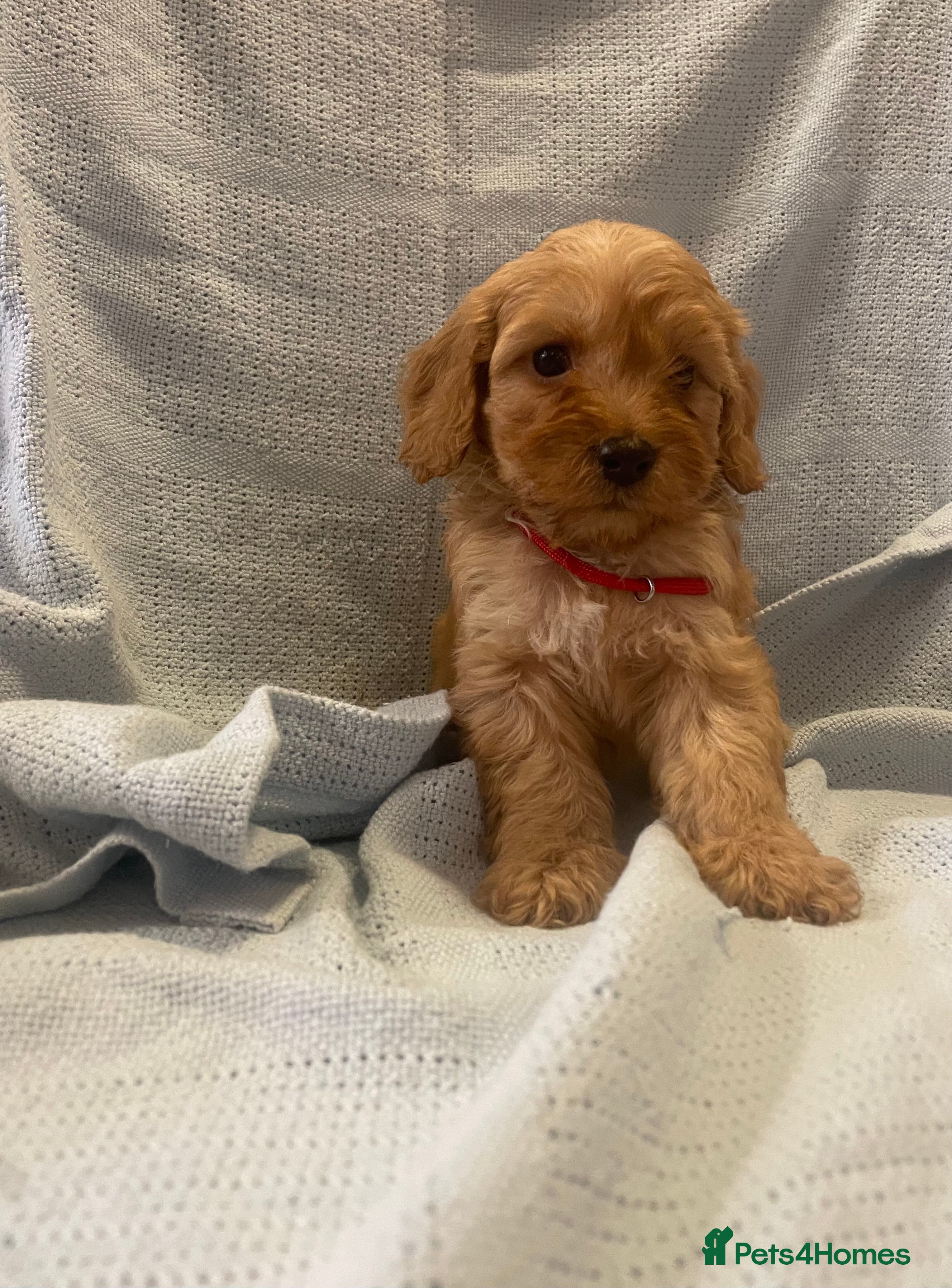 Cockapoo dogs Beautiful cockapoo just one girl available  - Advert 10