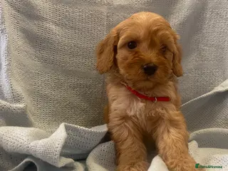 Cockapoo dogs Beautiful cockapoo just one girl available - Advert 10