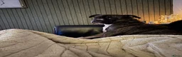 Staffordshire Bull Terrier dogs for sale: Eddie is 3 in Dec he is a gorgeous boy - Advert 8