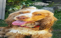Cocker Spaniel dogs for sale: 🌟 cocker spaniel puppies 🌟 - Image 24
