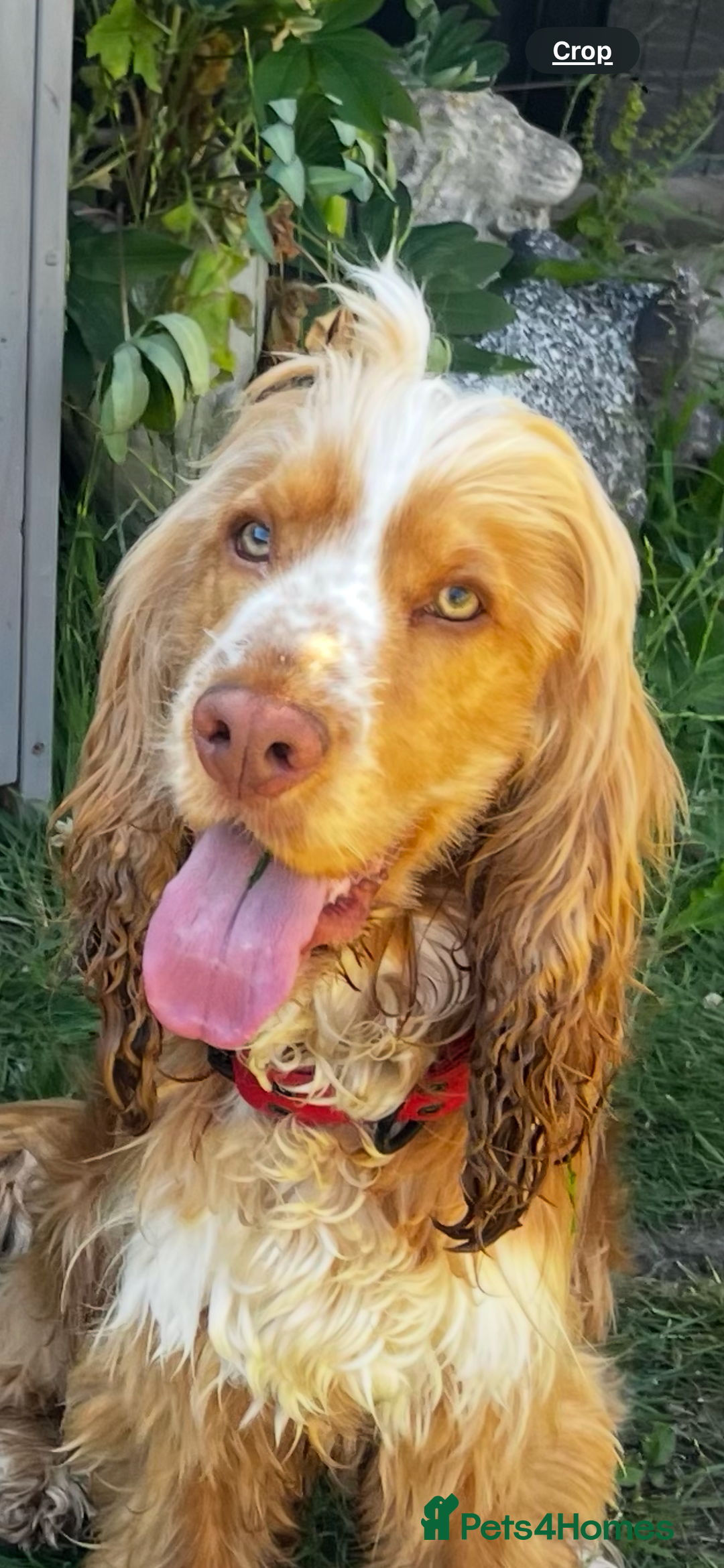 Cocker Spaniel dogs for sale: 🌟 cocker spaniel puppies 🌟 - Image 24