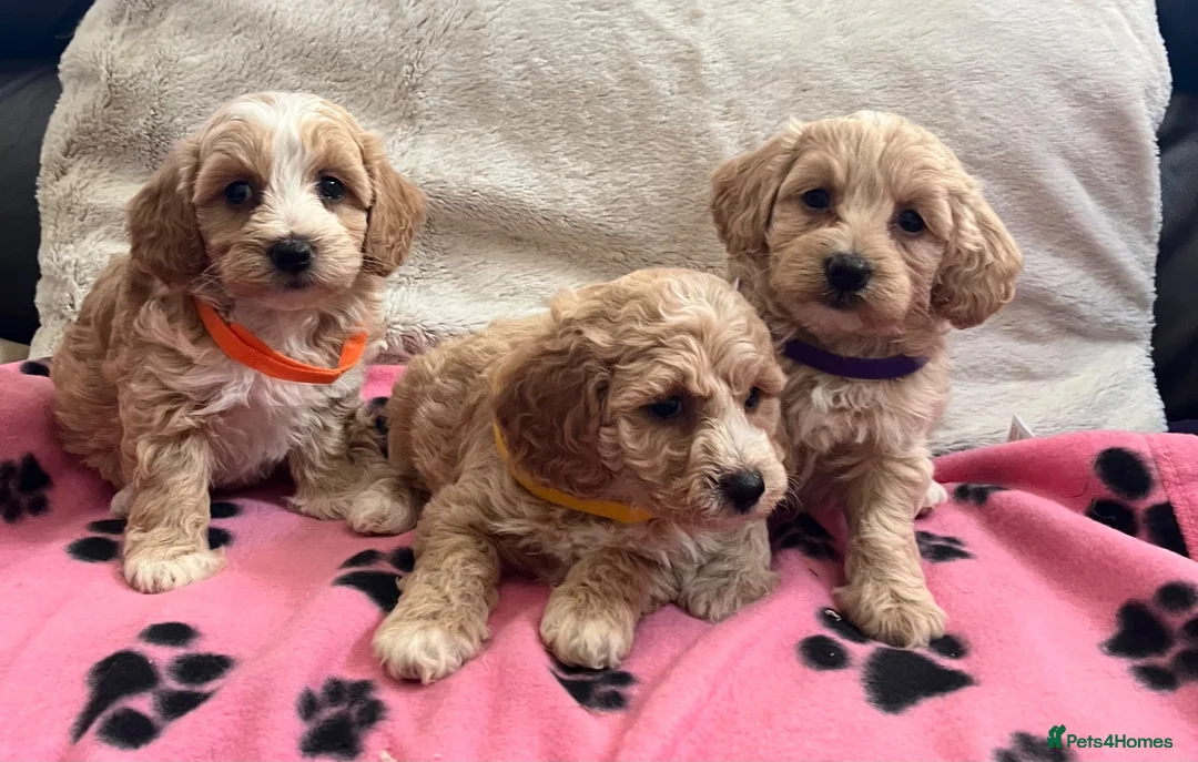 Cavapoochon dogs for sale: Cavapoochon puppies  - Advert 2