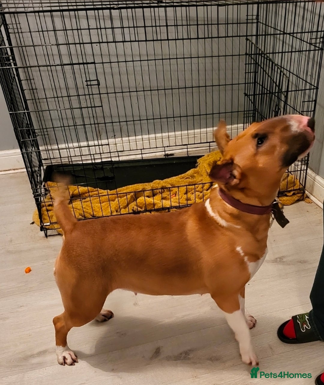 English Bull Terrier dogs for sale: Bull Terriers Seeking Forever Homes - Advert 4