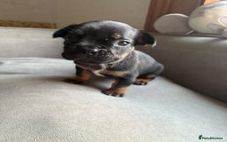 Mixed Breed dogs for sale: french bulldog x jack russell  - Image 6