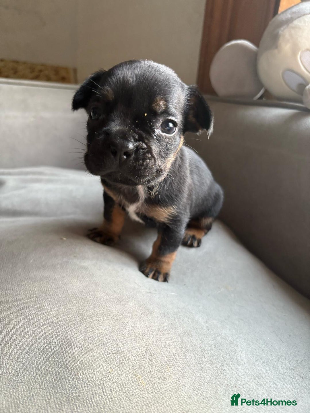Mixed Breed dogs for sale: french bulldog x jack russell  - Image 6