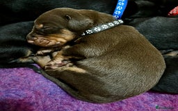 Dobermann dogs for sale: European Doberman puppies - Image 1