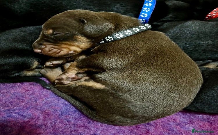 Dobermann dogs - Advert 2