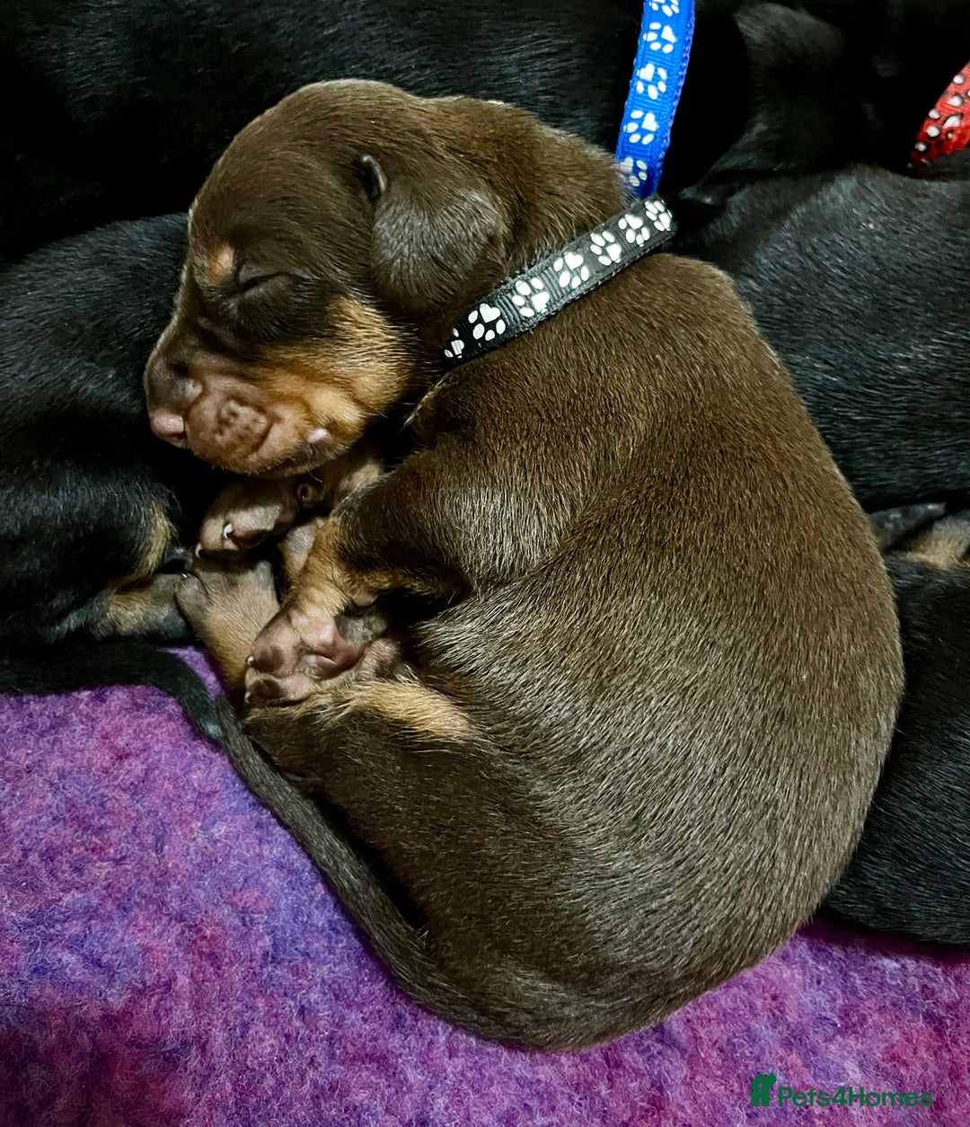 Dobermann dogs for sale: European Doberman puppies - Image 1
