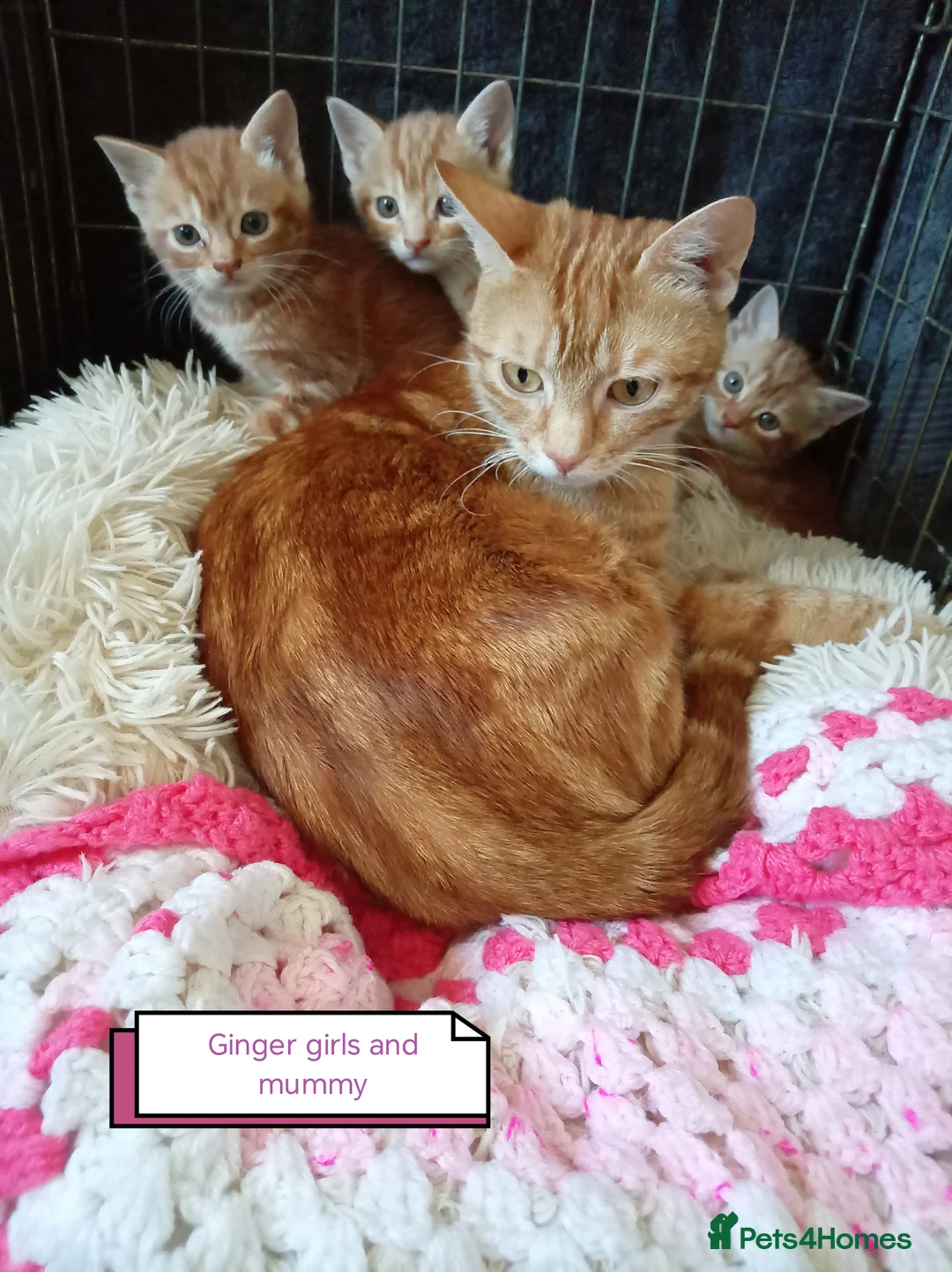 Mixed Breed cats for sale: Ginger kittens 3 girls 3 boys - Advert 2
