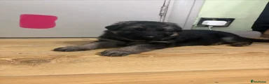German Shepherd Puppy 5