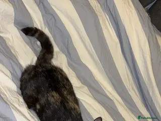 Mixed Breed cats Two female kittens - Advert 15