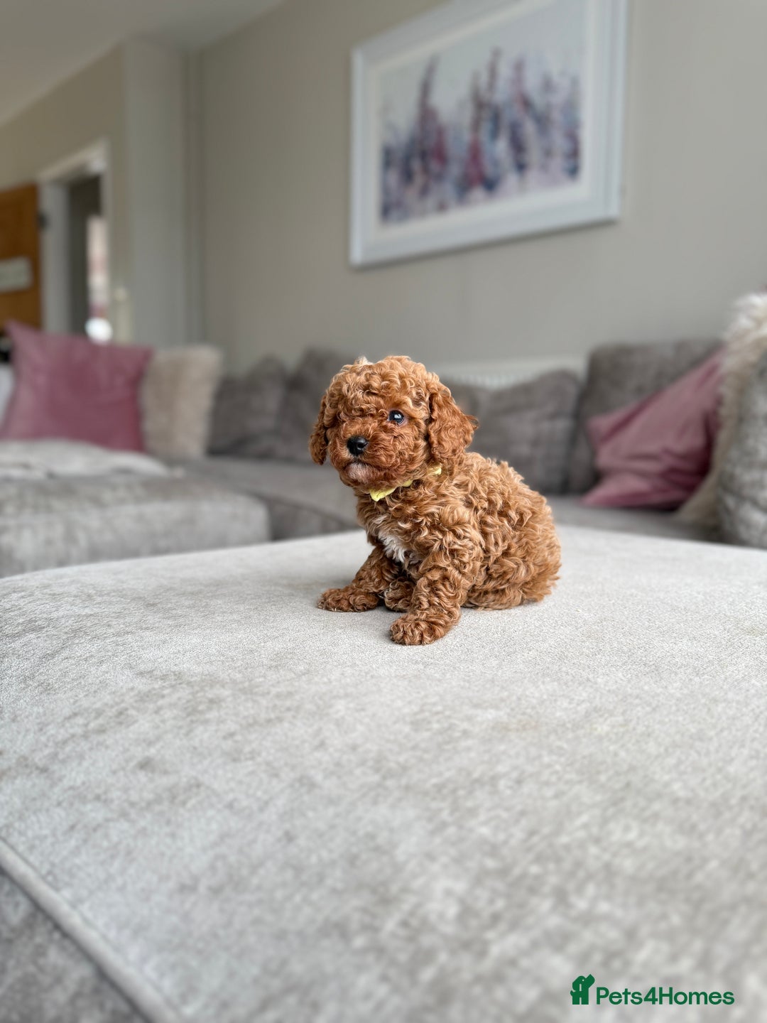Cavapoo dogs for sale: 🌟 Premium F1bb Toy Cavapoo Puppies 🌟 - Advert 5