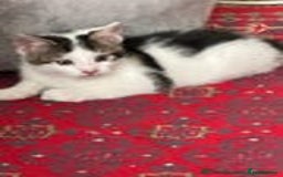 Mixed Breed cats for sale: 4 kittens for sale  - Image 3