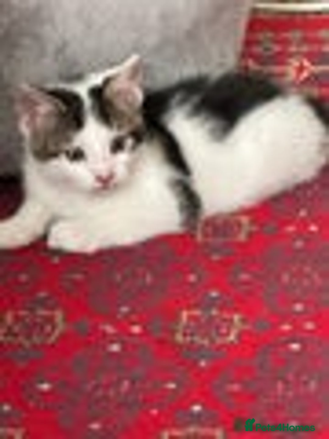 Mixed Breed cats for sale: 4 kittens for sale  - Image 3