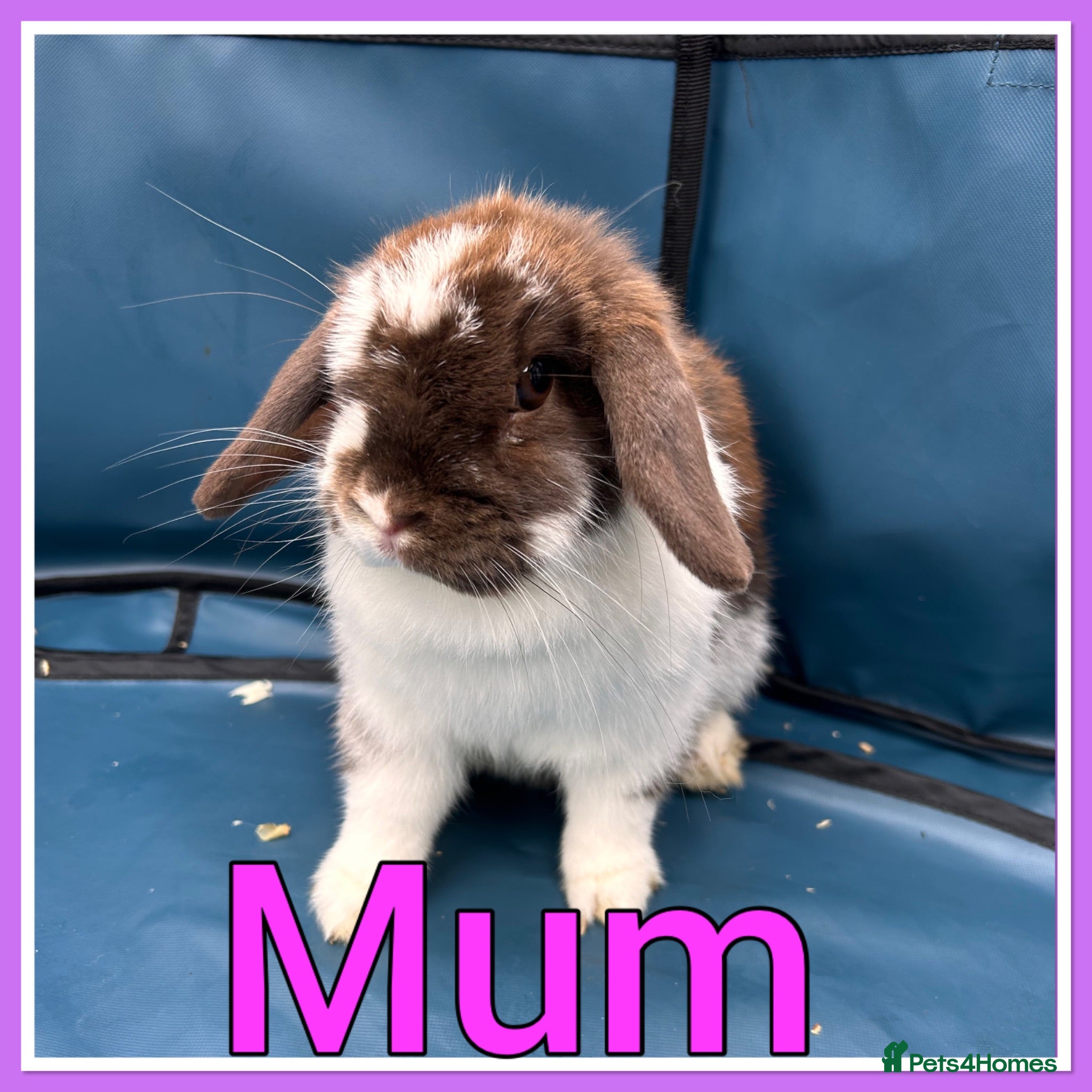 Mini Lop rabbits Mini lop babies  - Advert 2