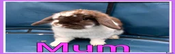 Mini Lop rabbits for sale: Mini lop babies  - Advert 12