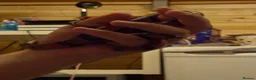 Mixed Breed reptiles for sale: Various snakes for sale - Advert 6