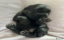 Cocker Spaniel dogs for sale: Outstanding Show Cocker Spaniels DNA Tested - Image 6