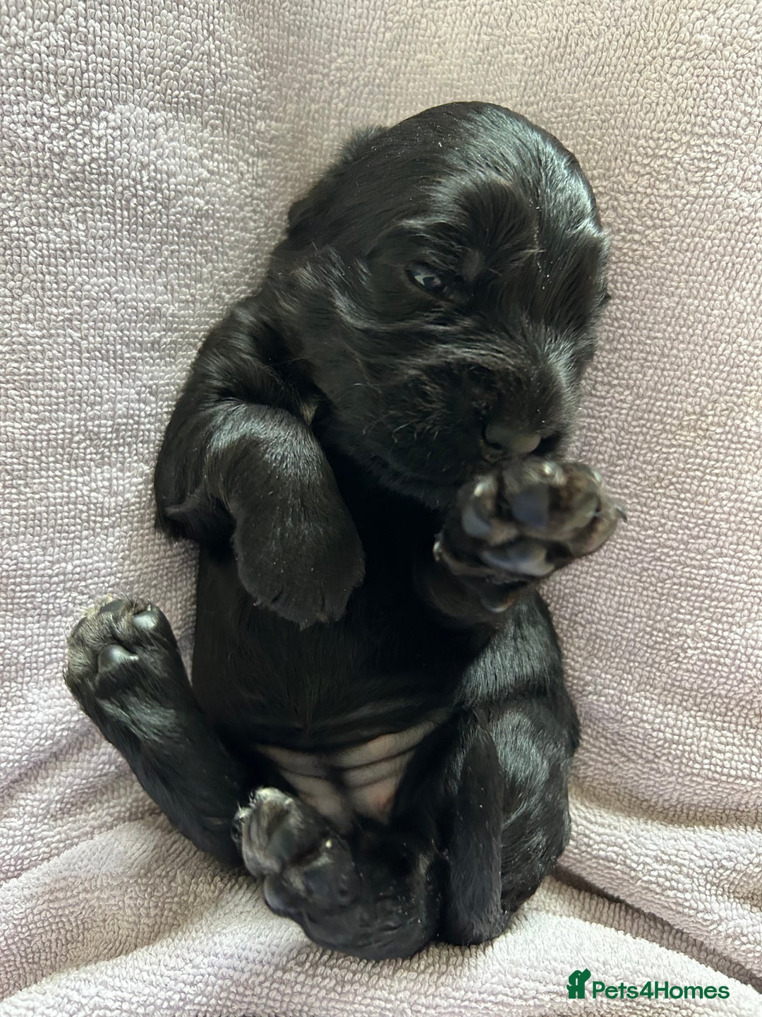 Cocker Spaniel dogs for sale: Outstanding Show Cocker Spaniels DNA Tested - Image 6