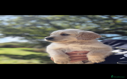 Labradoodle dogs for sale: 🐶 Labradoodle puppies for sale 🐶 - Image 6