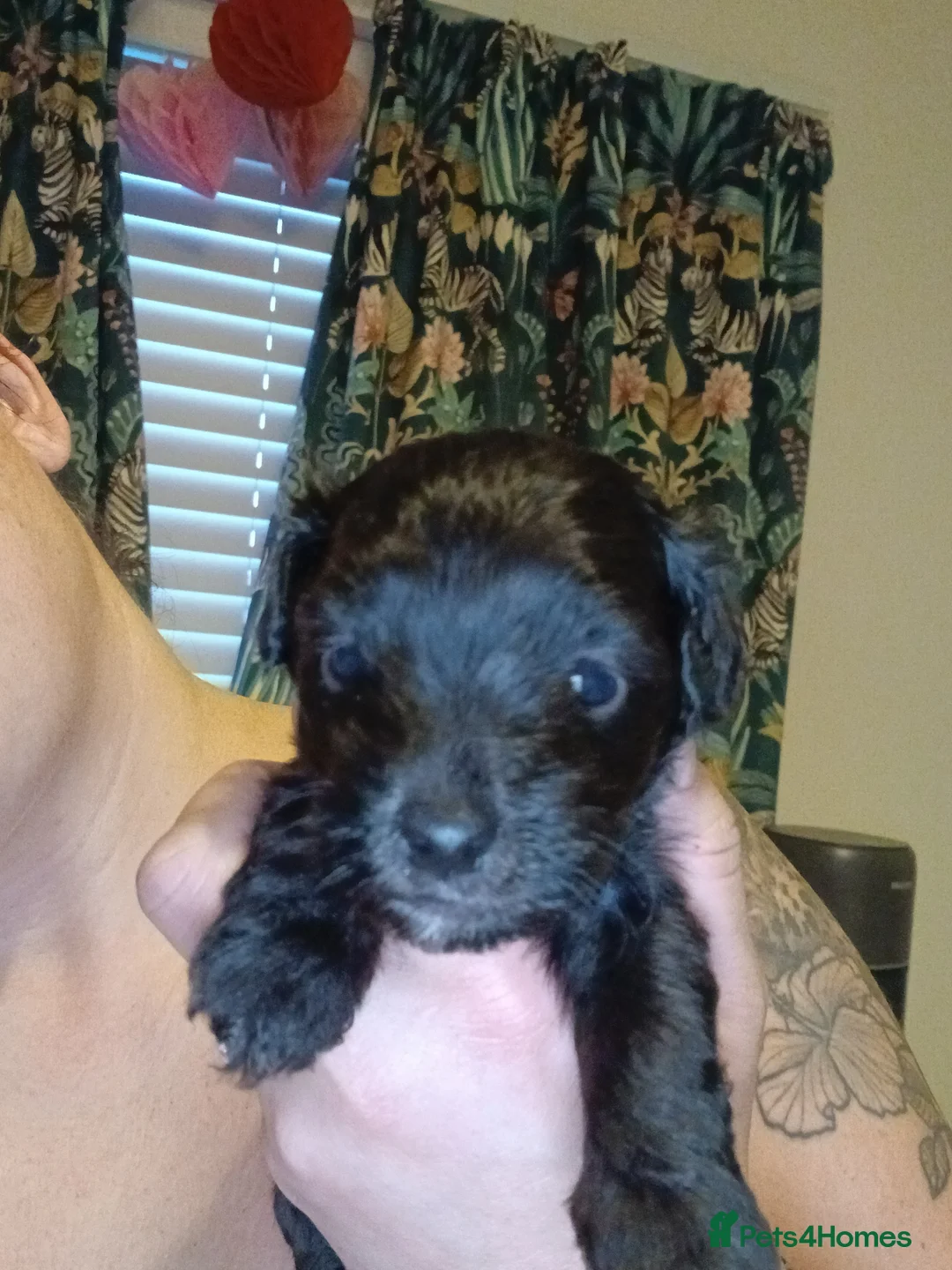 Jackapoo dogs for sale: 🌈 Gorgeous Rainbow Jackapoo Puppies in Newcastle upon Tyne - Advert 6