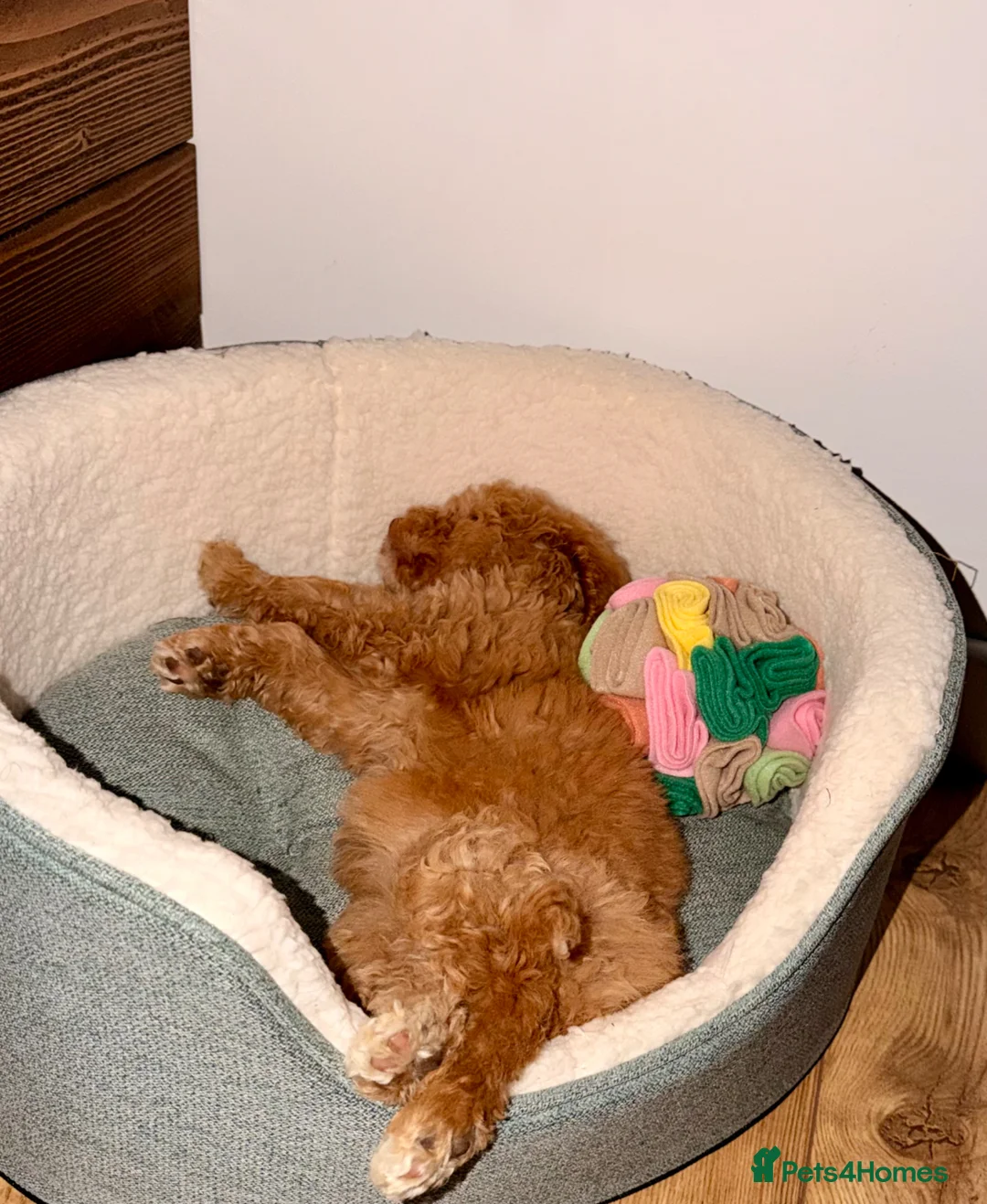 Cockapoo dogs for sale: Beautiful Female Cockapoo Puppy - Advert 3