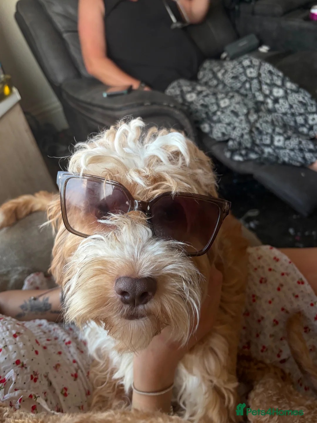 Cockapoo dogs for sale: Ophelia (Philly)  in Shildon - Advert 7