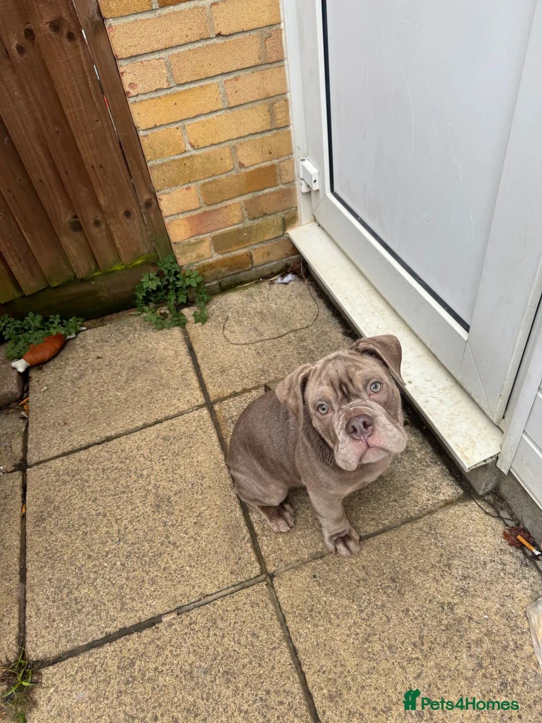 Olde English Bulldogge dogs for sale: Olde English bulldog 17weeks old - Advert 3