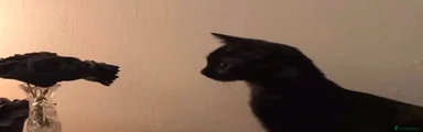Kimmi 