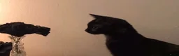 Mixed Breed cats for sale: URGENT REHOMING TODAY ! Kimmi :3 in Blackpool - Advert 2